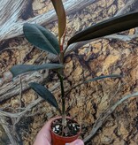 Magazoo Ficus elastica Plant 'Burgundy'