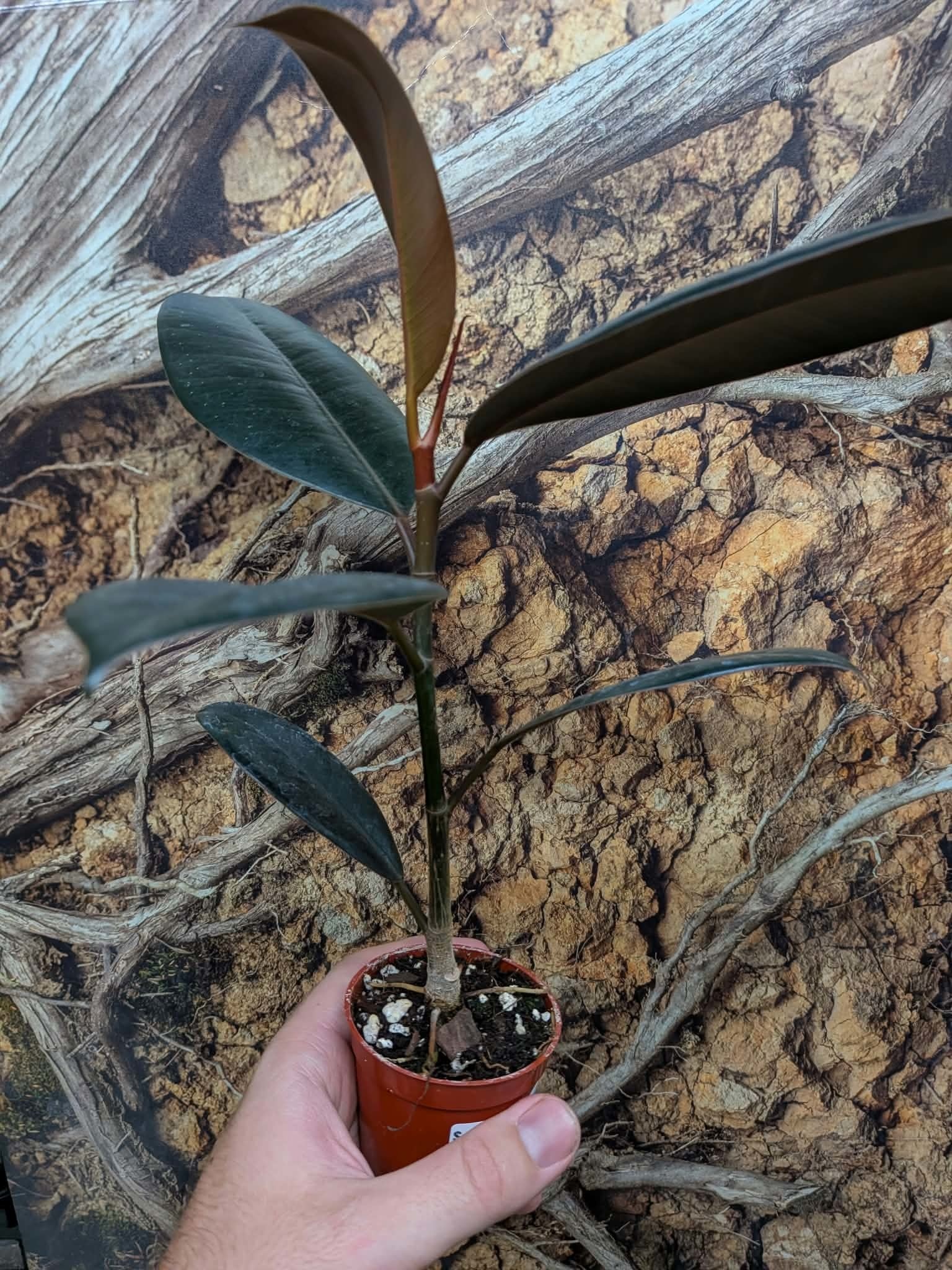 Magazoo Plante Ficus elastica 'Burgundy'
