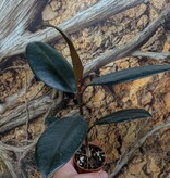 Magazoo Plante Ficus elastica 'Burgundy'