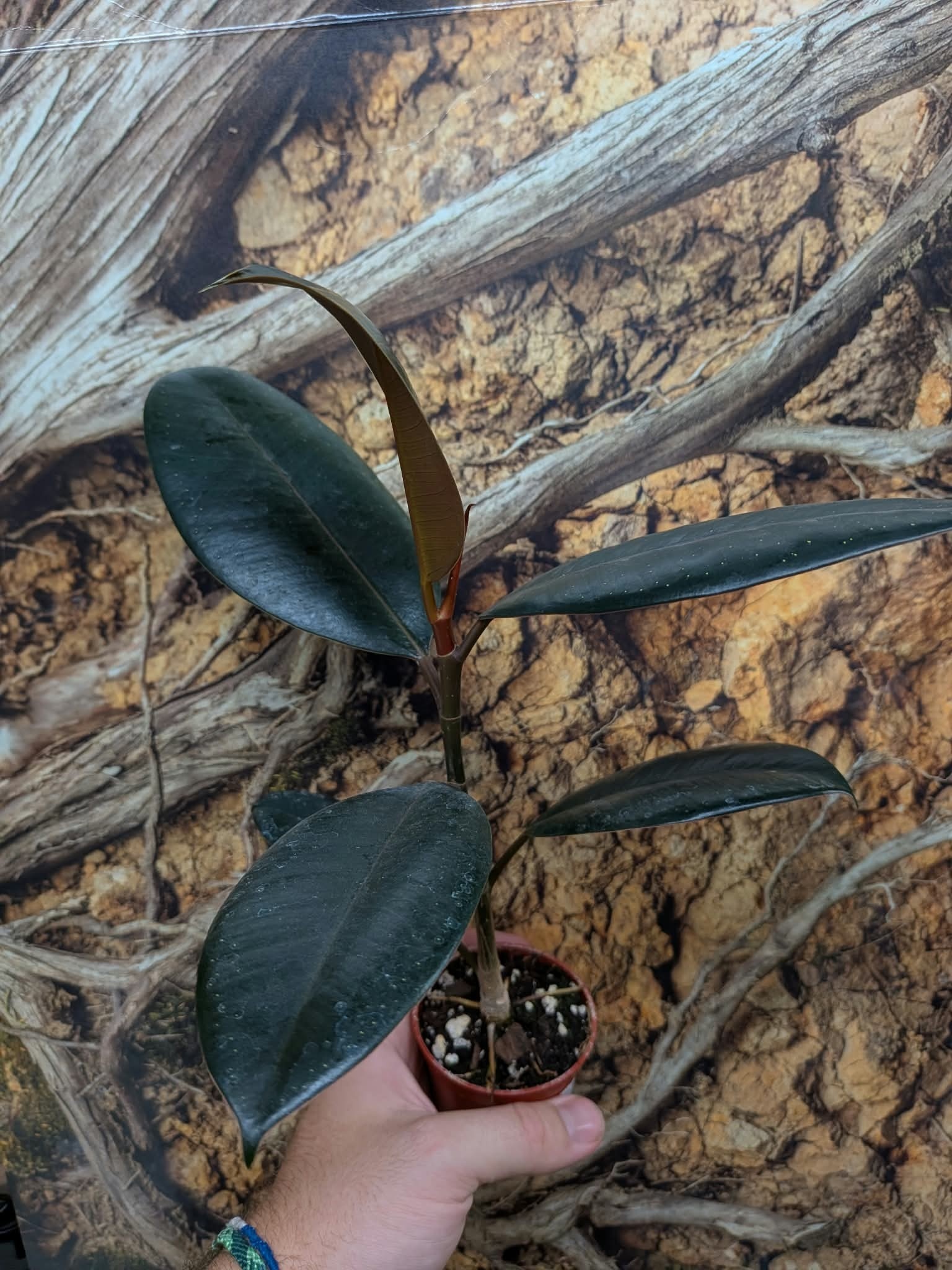 Magazoo Plante Ficus elastica 'Burgundy'