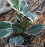 Magazoo Ficus elastica plant 'Tineke' 10 cm