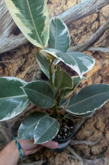 Magazoo Plante Ficus elastica 'Tineke' 10 cm
