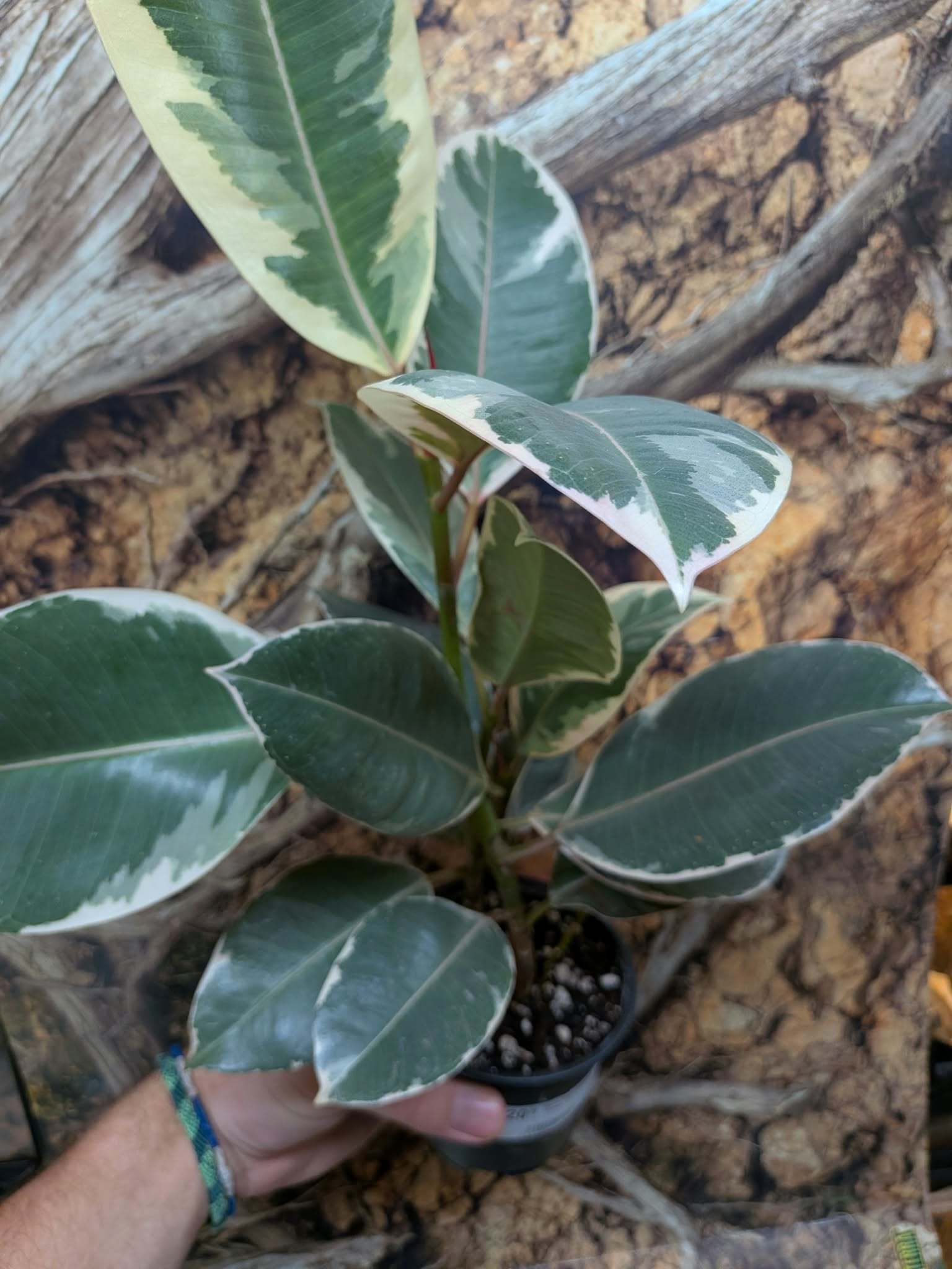 Magazoo Ficus elastica plant 'Tineke' 10 cm