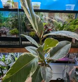 Magazoo Plante Ficus elastica 'Tineke' 10 cm