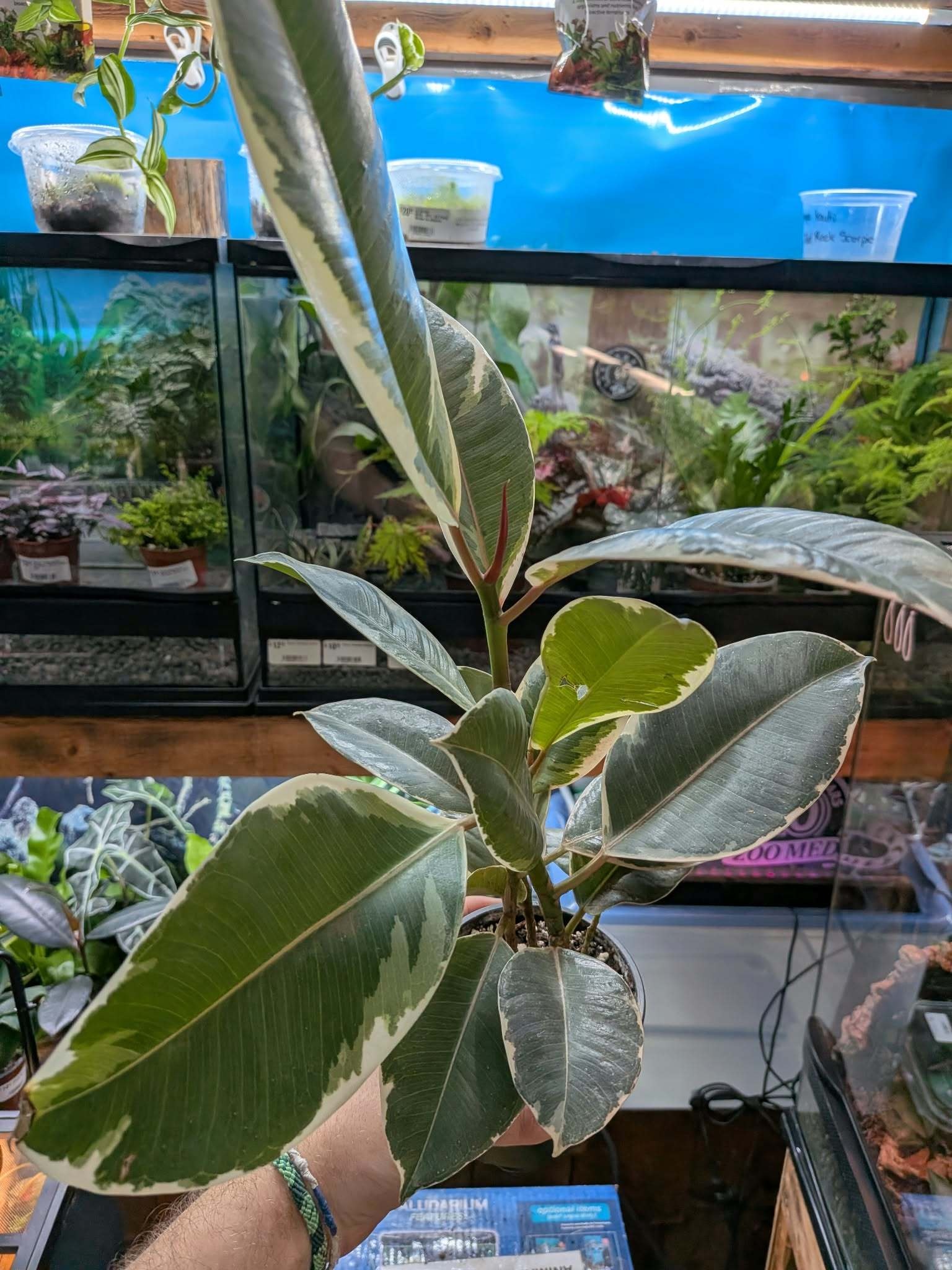 Magazoo Plante Ficus elastica 'Tineke' 10 cm
