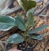 Magazoo Ficus elastica plant 'Tineke' 10 cm
