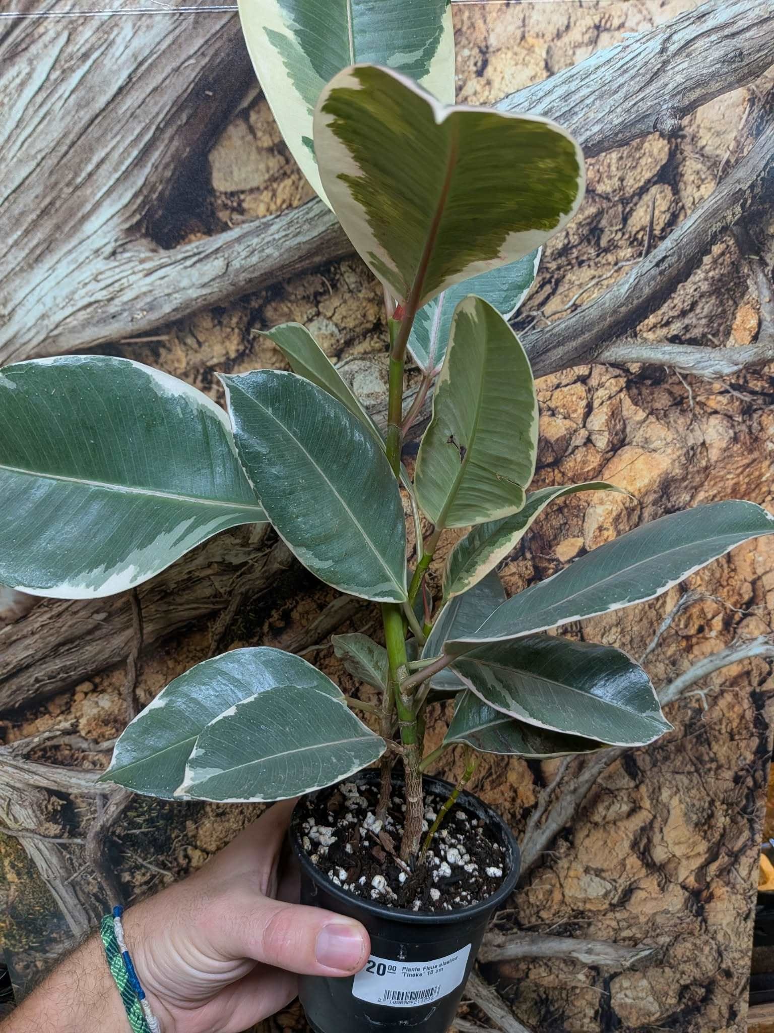 Magazoo Ficus elastica plant 'Tineke' 10 cm