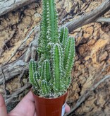 Magazoo Plante Acanthocereus tetragonus / Cactus 'Fairy castle'