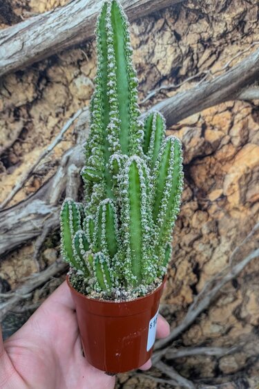 Magazoo Plante Acanthocereus tetragonus / Cactus 'Fairy castle'