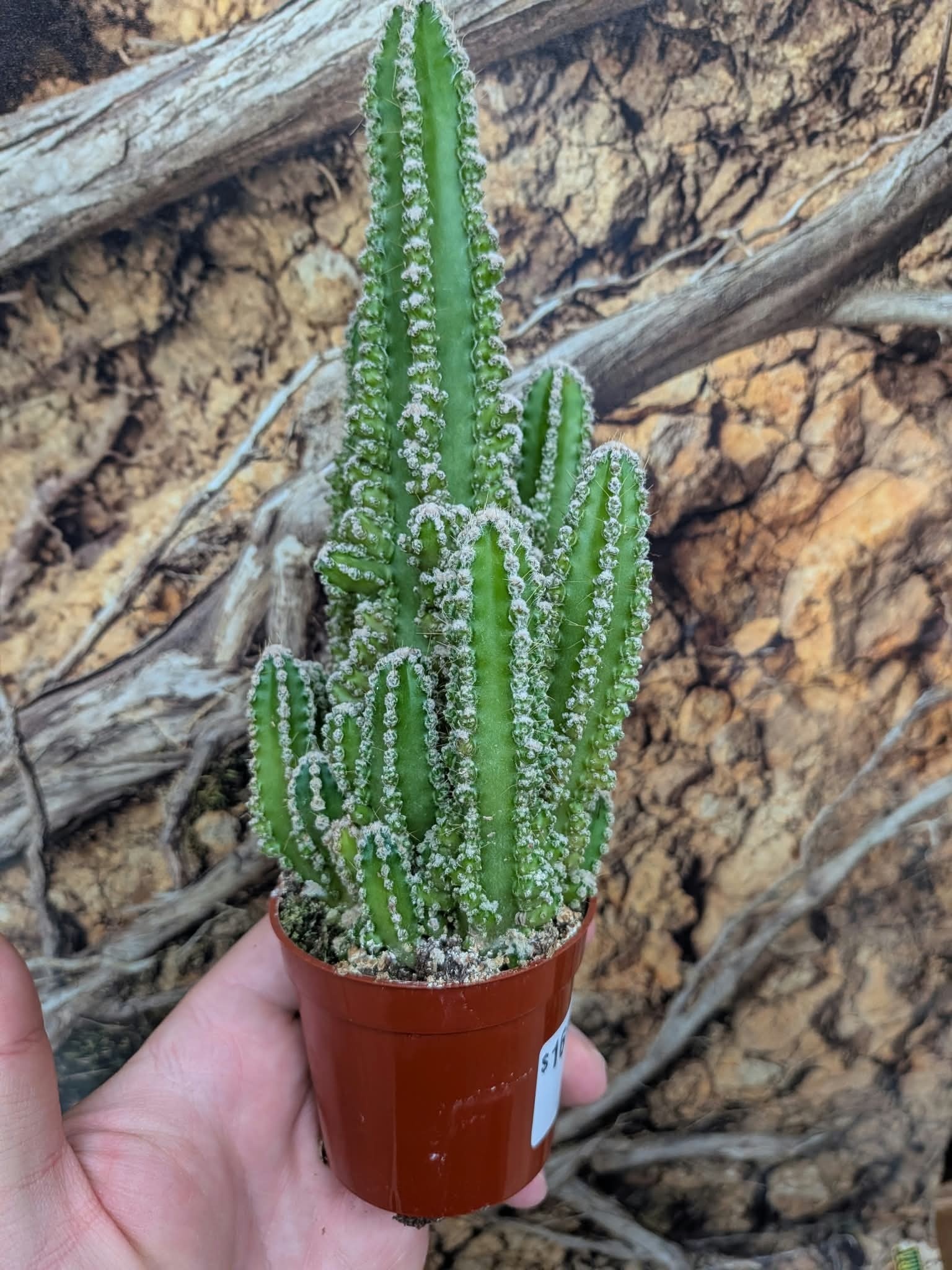 Magazoo Plante Acanthocereus tetragonus / Cactus 'Fairy castle'