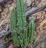 Magazoo Acanthocereus tetragonus Plant / Cactus 'Fairy castle'