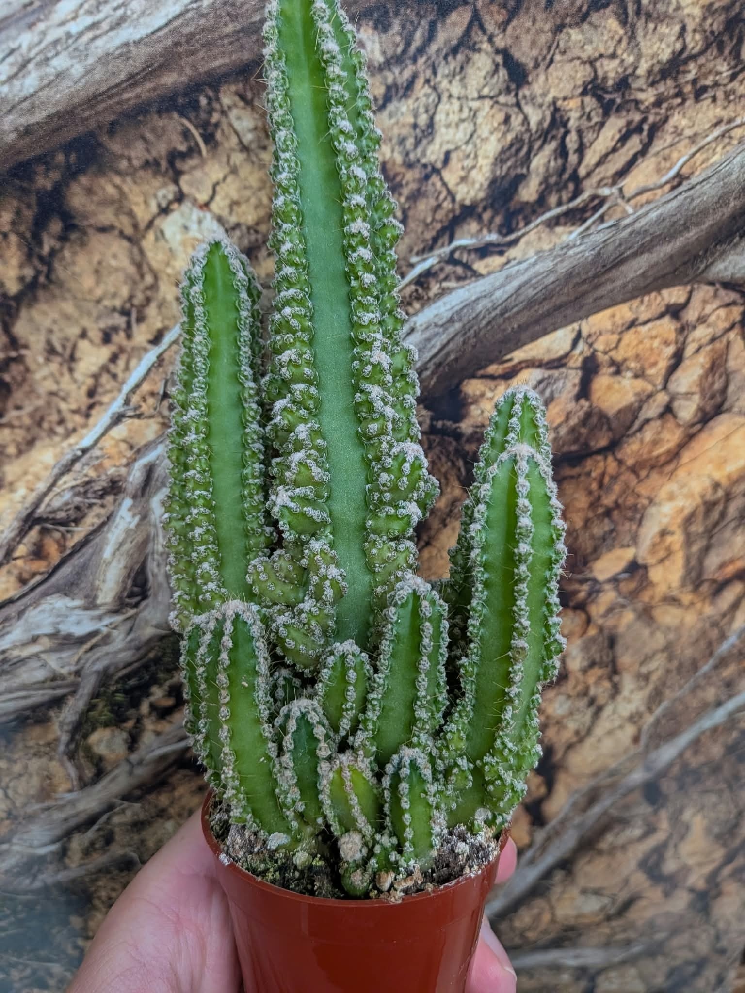 Magazoo Plante Acanthocereus tetragonus / Cactus 'Fairy castle'