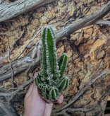 Magazoo Plante Acanthocereus tetragonus / Cactus 'Fairy castle'