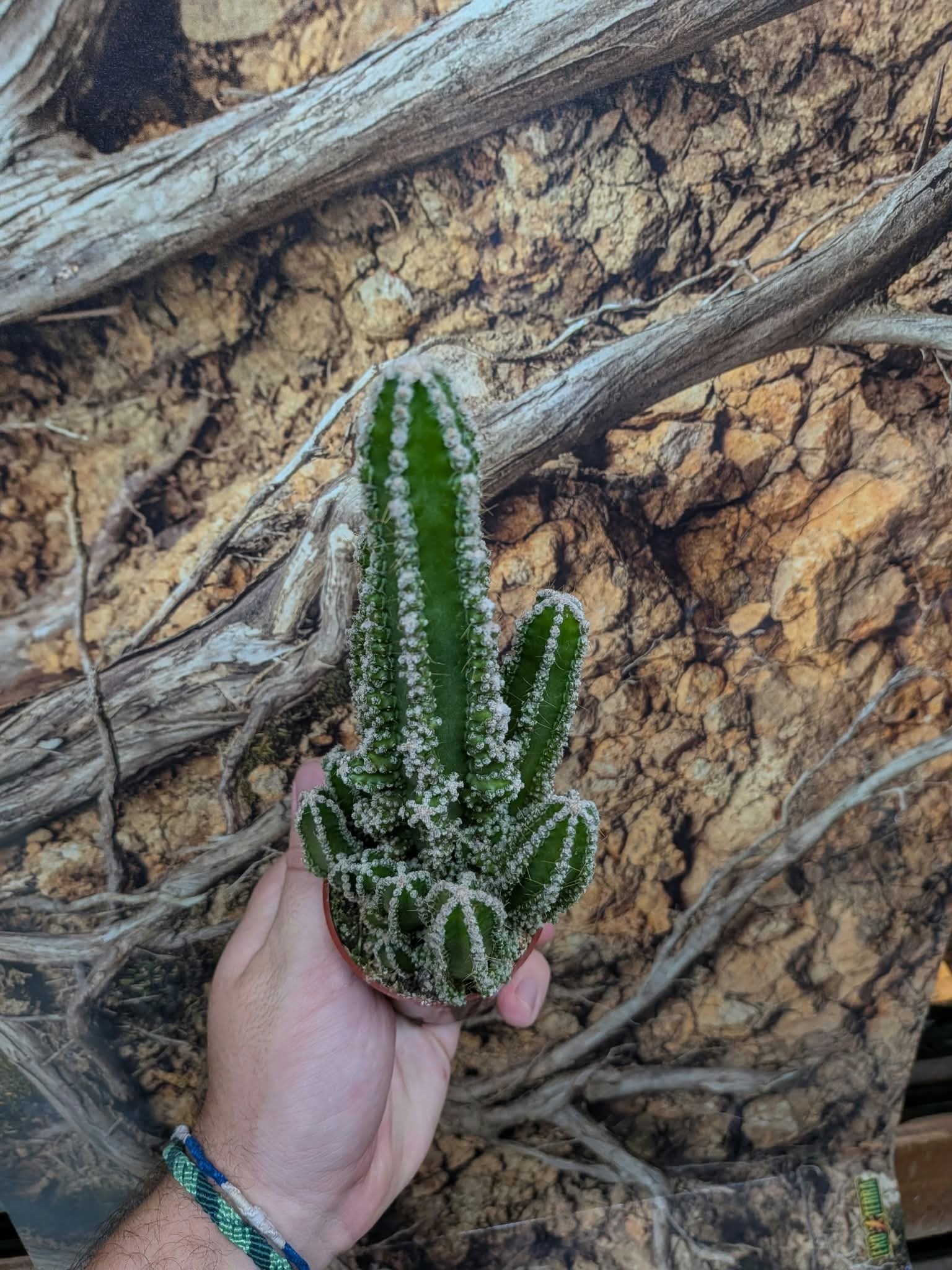 Magazoo Acanthocereus tetragonus Plant / Cactus 'Fairy castle'