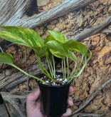 Magazoo Epipremnum aureum Plant 'Neon Queen' (Pothos) 10cm