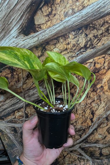 Magazoo Plante Epipremnum aureum 'Neon Queen' (Pothos) 10cm