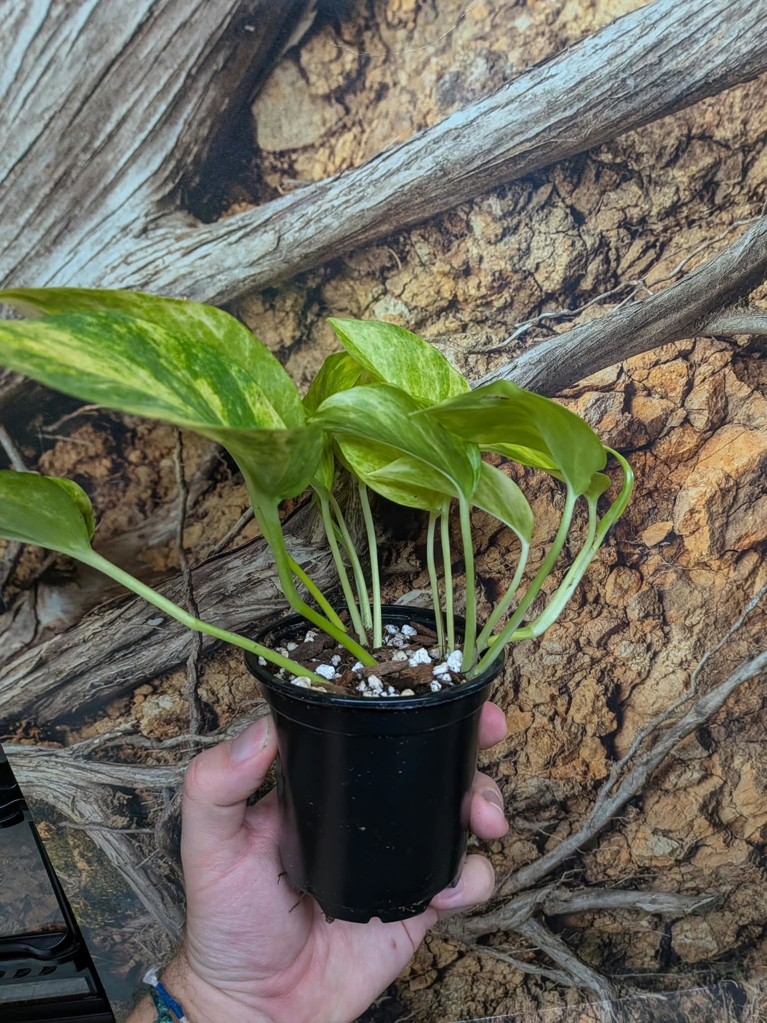 Magazoo Epipremnum aureum Plant 'Neon Queen' (Pothos) 10cm