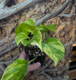 Magazoo Plante Epipremnum aureum 'Neon Queen' (Pothos) 10cm