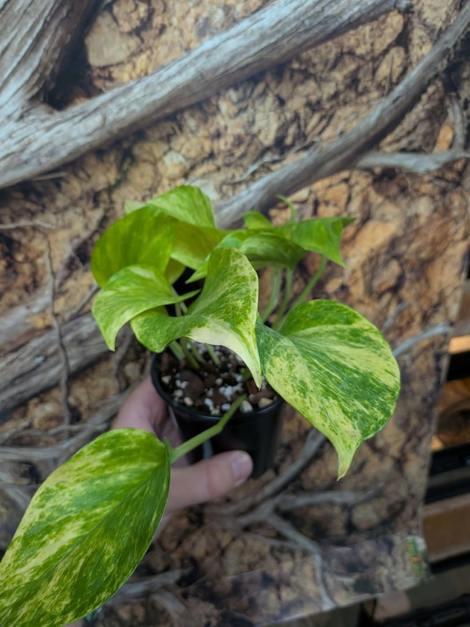 Magazoo Epipremnum aureum Plant 'Neon Queen' (Pothos) 10cm