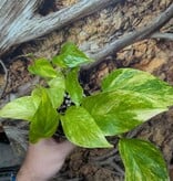 Magazoo Plante Epipremnum aureum 'Neon Queen' (Pothos) 10cm