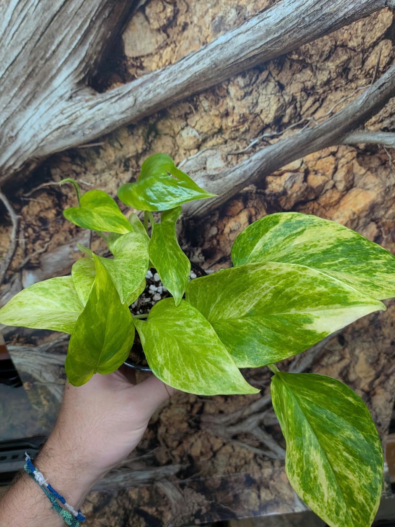 Magazoo Epipremnum aureum Plant 'Neon Queen' (Pothos) 10cm