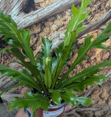 Magazoo Asplenium Nidus plant 'Champion' 10cm