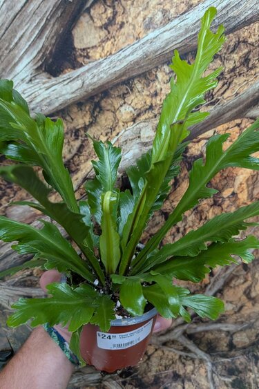 Magazoo Plante Asplenium Nidus 'Champion' 10cm
