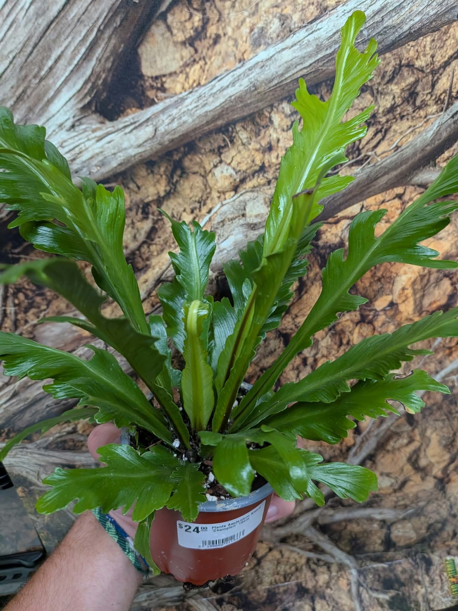 Magazoo Plante Asplenium Nidus 'Champion' 10cm