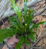 Magazoo Plante Asplenium Nidus 'Champion' 10cm
