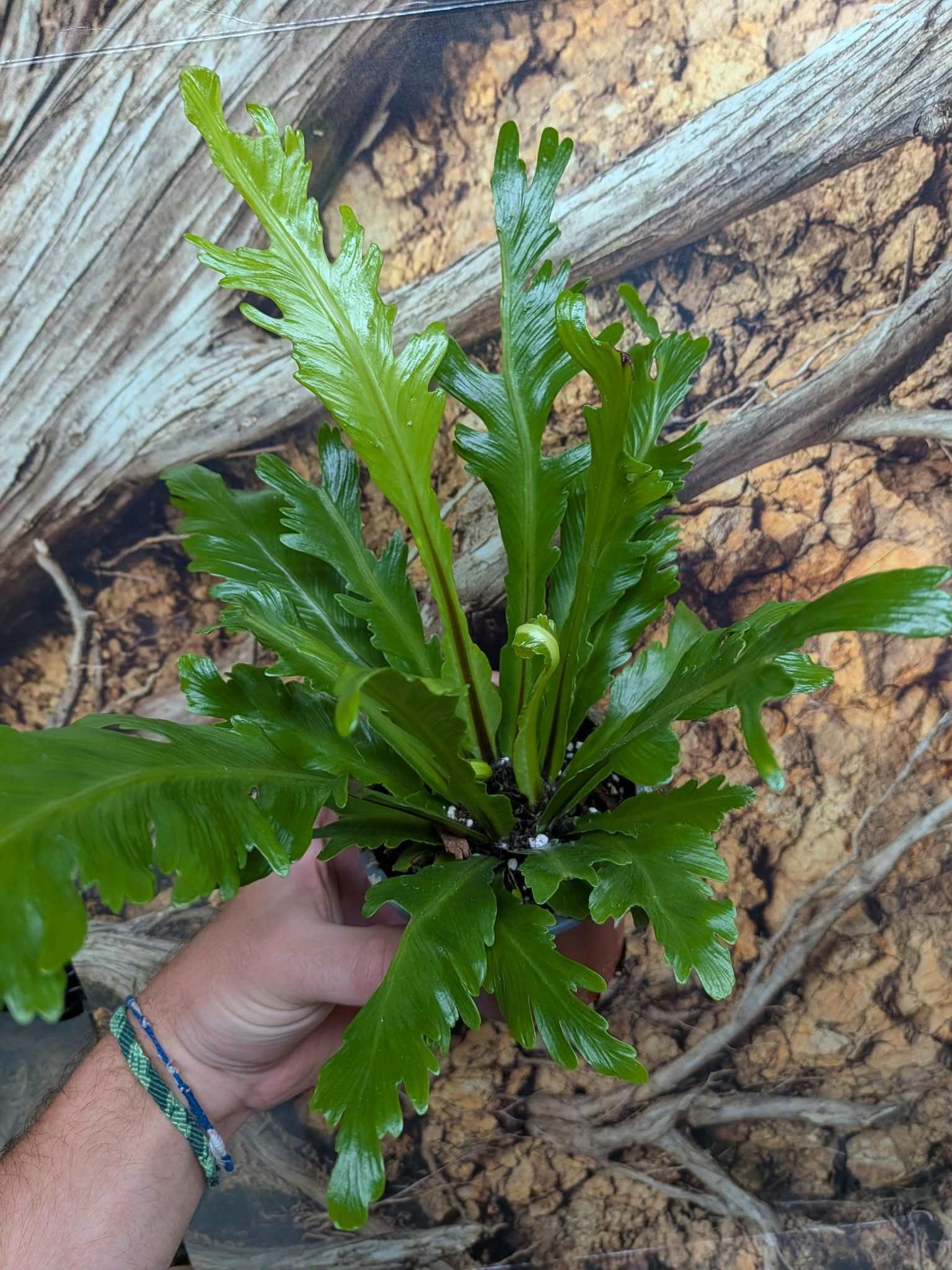Magazoo Asplenium Nidus plant 'Champion' 10cm