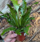 Magazoo Plante Asplenium Nidus 'Champion' 10cm