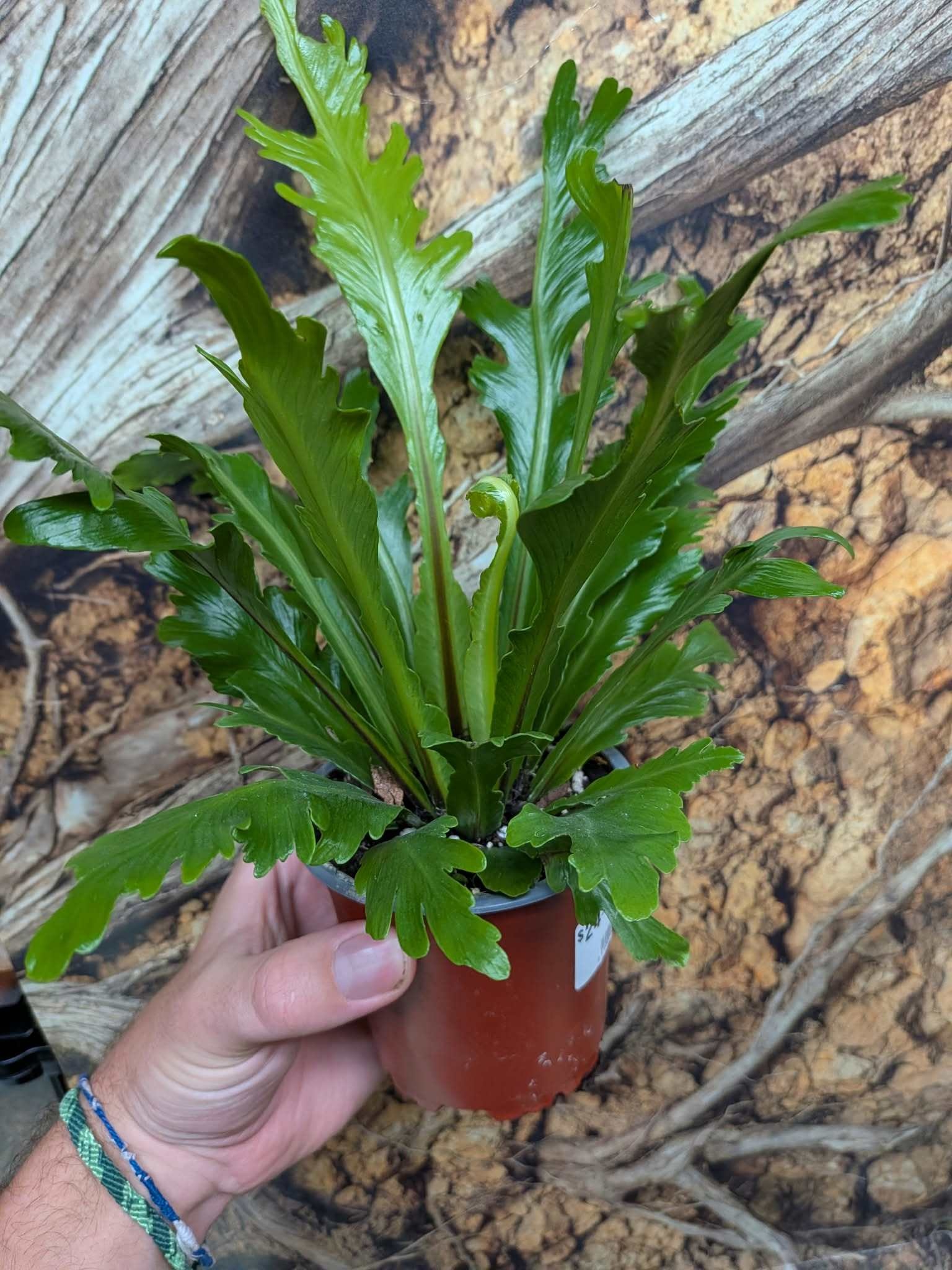 Magazoo Asplenium Nidus plant 'Champion' 10cm