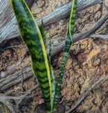 Magazoo Sansevieria Trifasciata Plant 'Laurentii' | Snake Plant 9cm