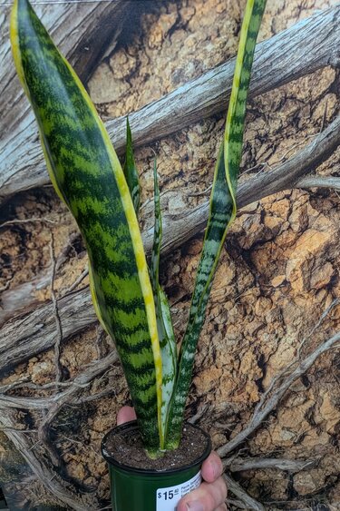 Magazoo Plante Sansevieria Trifasciata 'Laurentii' | Snake Plant 9cm