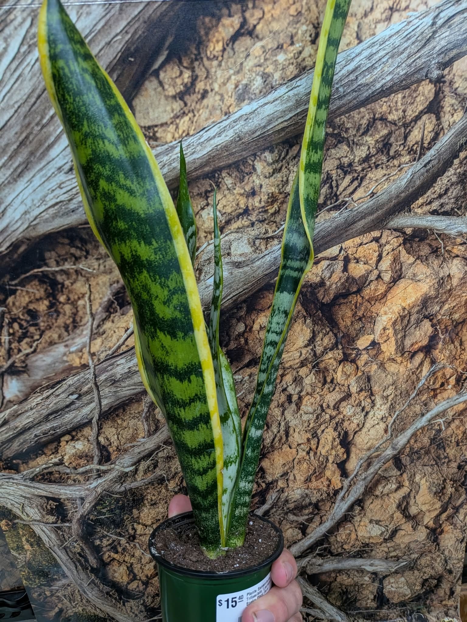 Magazoo Plante Sansevieria Trifasciata 'Laurentii' | Snake Plant 9cm