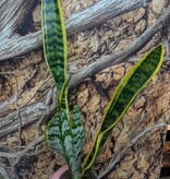 Magazoo Plante Sansevieria Trifasciata 'Laurentii' | Snake Plant 9cm