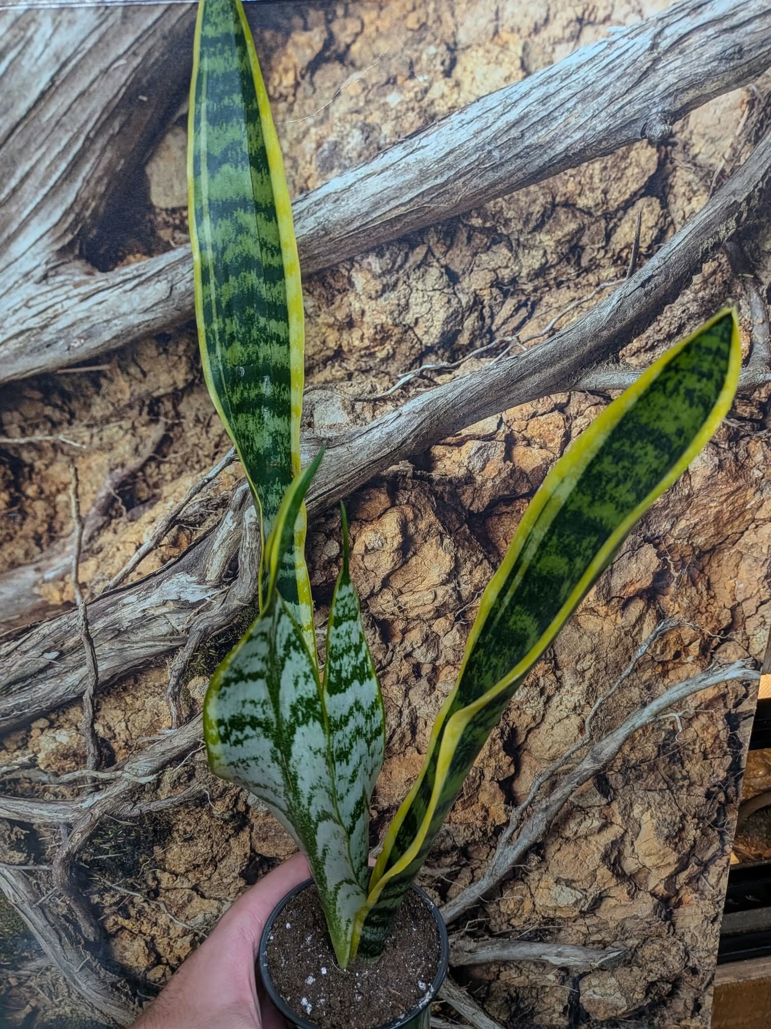 Magazoo Plante Sansevieria Trifasciata 'Laurentii' | Snake Plant 9cm