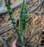 Magazoo Plante Sansevieria Trifasciata 'Laurentii' | Snake Plant 9cm