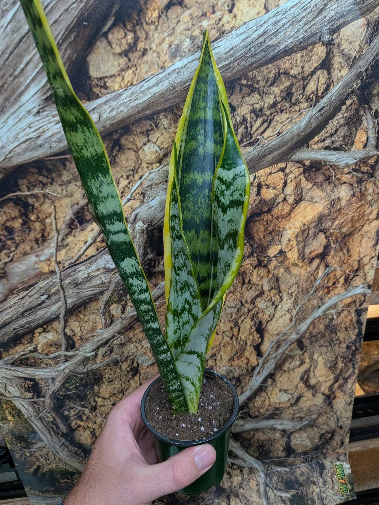 Magazoo Plante Sansevieria Trifasciata 'Laurentii' | Snake Plant 9cm