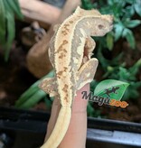 Magazoo Gecko à Crête Lilly White Bébé #1