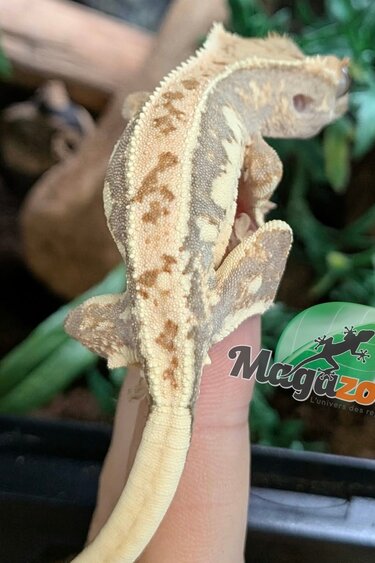 Magazoo Gecko à Crête Lilly White Bébé #1