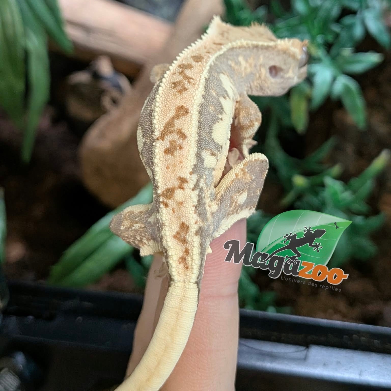 Magazoo Baby Lilly White Crested gecko #1
