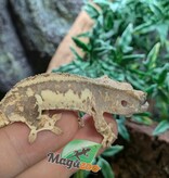Magazoo Gecko à Crête Lilly White Bébé #1