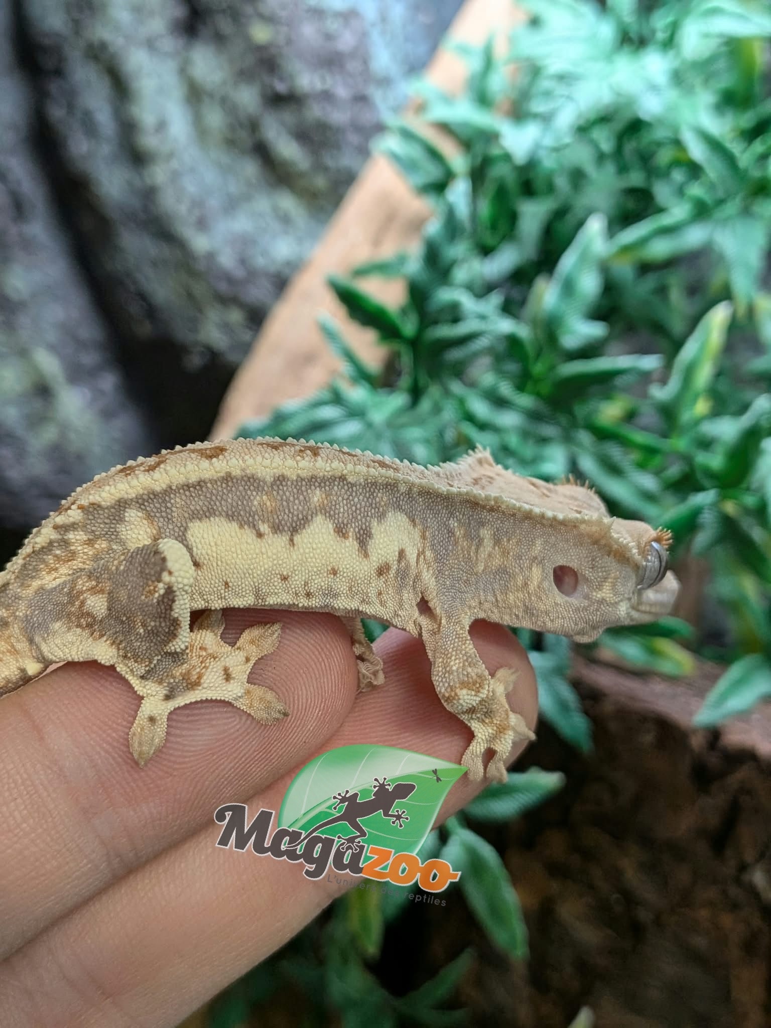 Magazoo Baby Lilly White Crested gecko #1
