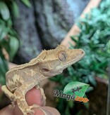 Magazoo Baby Lilly White Crested gecko #1