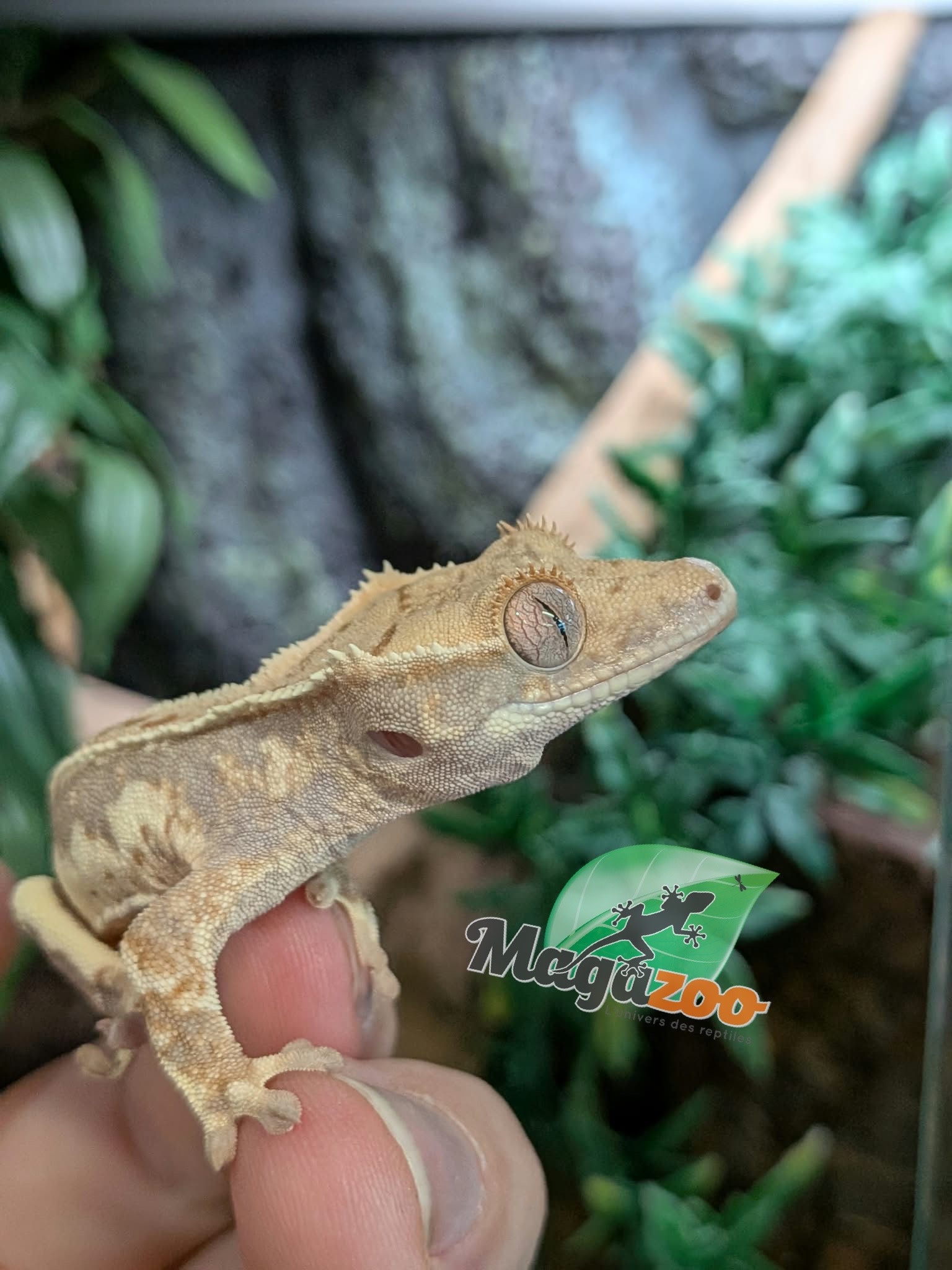 Magazoo Gecko à Crête Lilly White Bébé #1