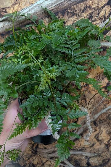 Magazoo Plante Davallia Fejeensis | Fougère Patte de Lapin 10cm