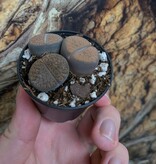 Magazoo Plante Lithops | Plante Caillou - Mini Colonie (Couleurs Variées)