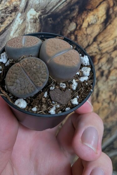 Magazoo Plante Lithops | Plante Caillou - Mini Colonie (Couleurs Variées)