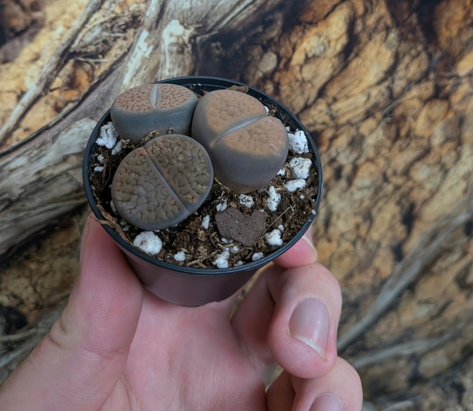 Magazoo Plante Lithops | Plante Caillou - Mini Colonie (Couleurs Variées)